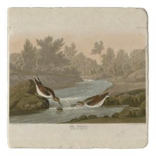Little Sandpiper from Audubon's Birds of America Trivet