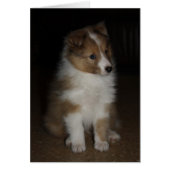 "Little Sarge" Shetland Sheepdog Puppy (Front)