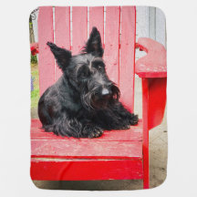 Little Scottie in a Big Red Chair