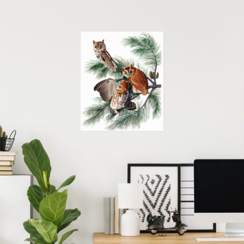 Little Screech Owl by John James Audubon Poster