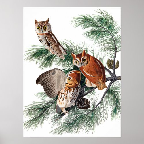 Little Screech Owl by John James Audubon Poster