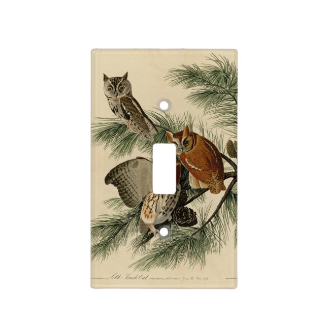 Little Screech Owl from Audubon's Birds of America Light Switch Cover (Front)