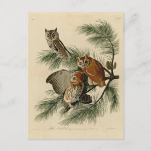 Little Screech Owl from Audubon's Birds of America Postcard