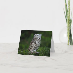 Little Screech Owl note card