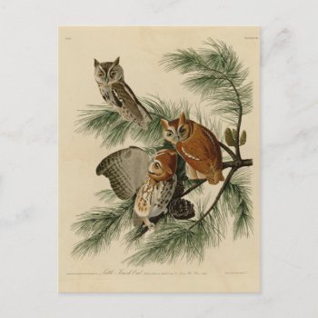 Little Screech Owl Postcard by birdpictures at Zazzle