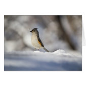 Little Snow Bird (Front Horizontal)