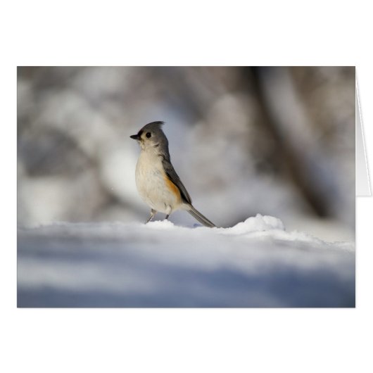 Little Snow Bird (Front Horizontal)