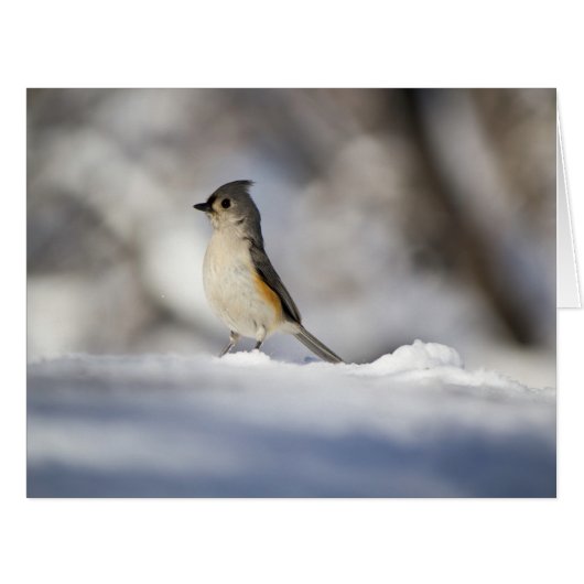 Little Snow Bird Cards (Front Horizontal)