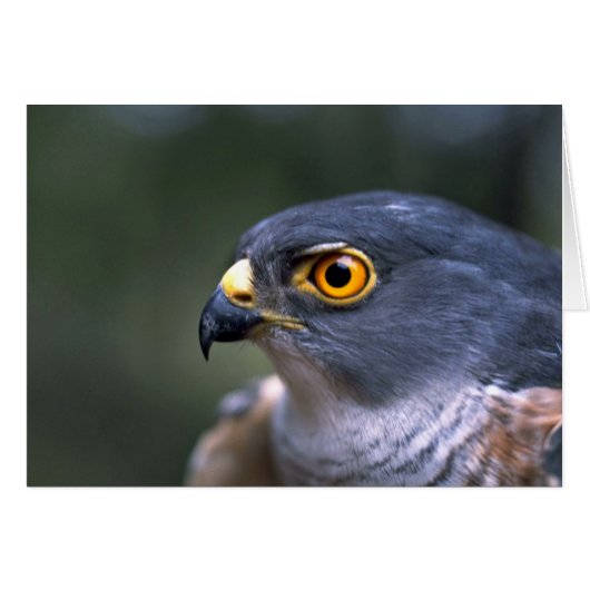 Little Sparrowhawk Cards (Front Horizontal)