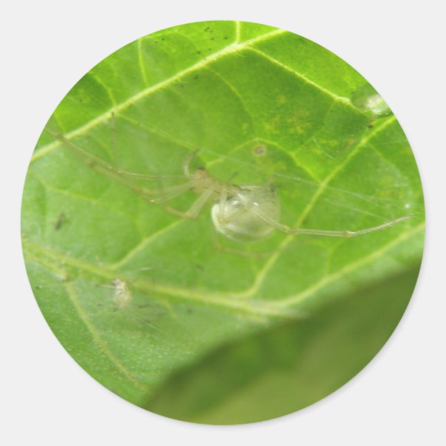 Little Spider Stickers (Front)