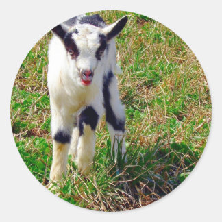 Little Spot Classic Round Sticker