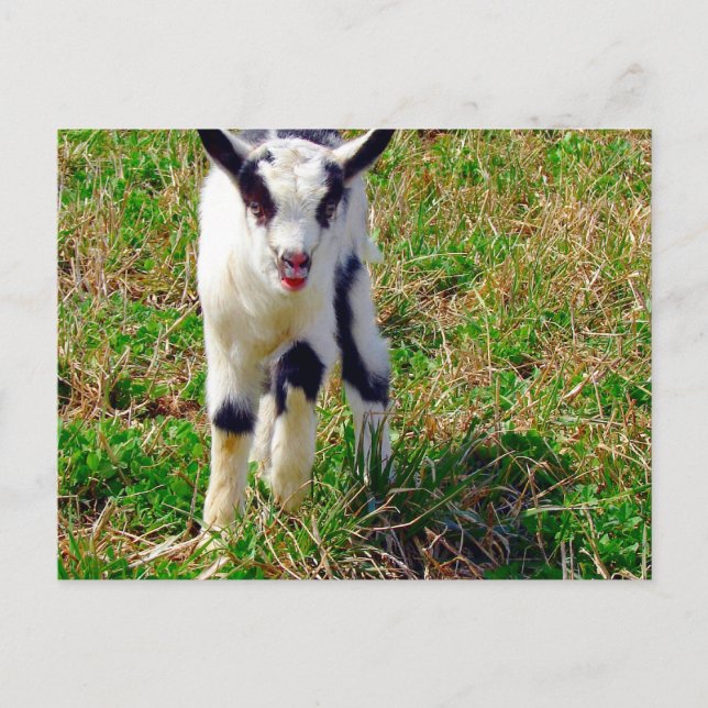 Little Spot The Goat Kid Postcard (Front)