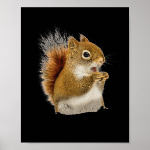 Little Squirrel Eating His Nuts  Poster