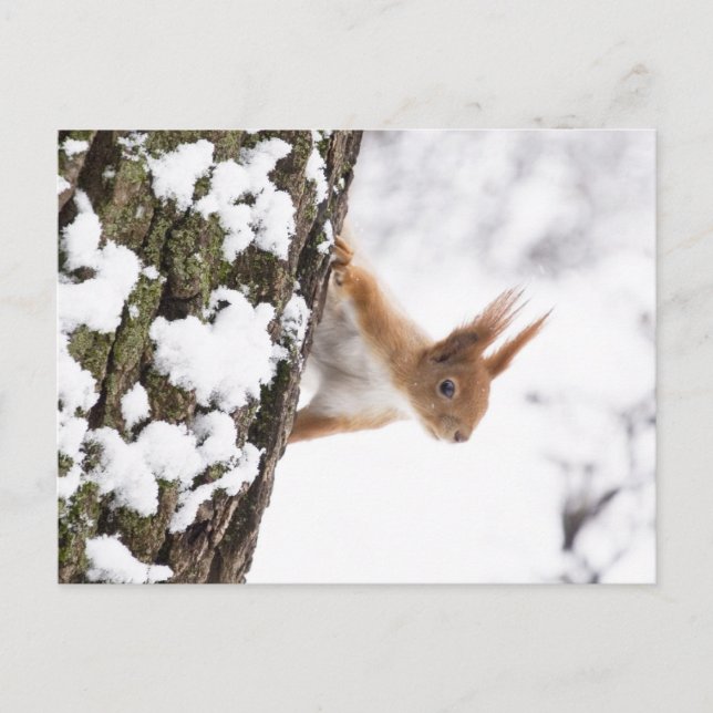 Little Squirrel Postcard (Front)