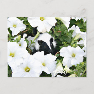 Little stinker postcard