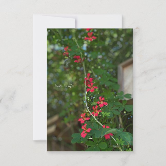Little Summer Flowering Vine Note Card (Front)