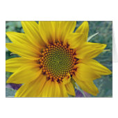 Little Sunflower (Front Horizontal)