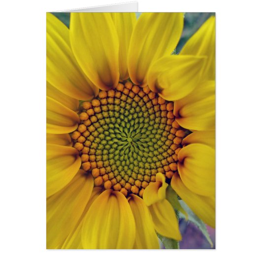 Little Sunflower (Front)