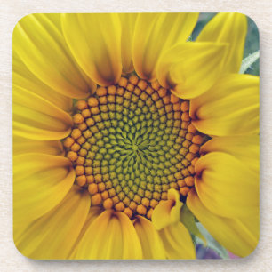 Little Sunflower Drink Coaster