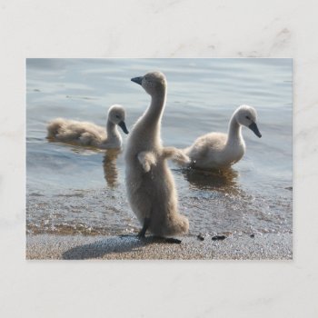 Little Swans Postcard by pulsDesign at Zazzle
