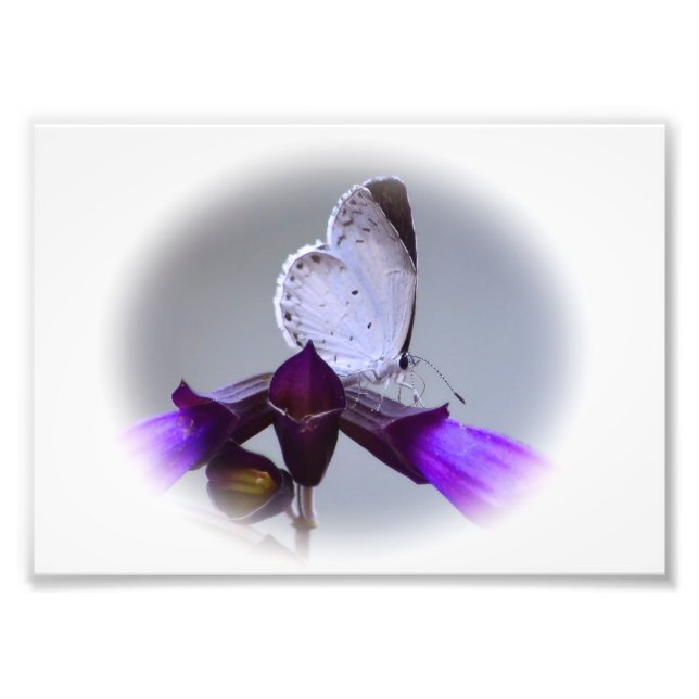 Little White Butterfly Photo Print (Front)