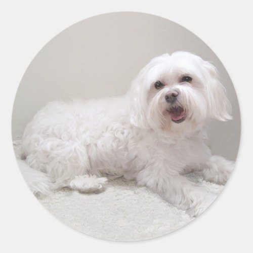 Little White Dog Maltese Rescue Classic Round Sticker