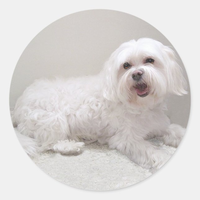 Little White Dog (Maltese) Rescue Classic Round Sticker (Front)