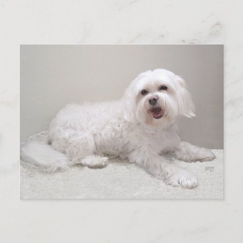 Little White Dog Maltese Rescue Postcard