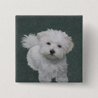 Little white dog pet portrait