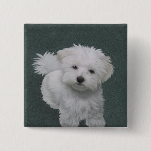   Little white dog pet portrait  Button