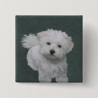 Little white dog pet portrait Button