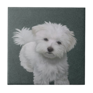 Little white dog pet portrait Ceramic Tile
