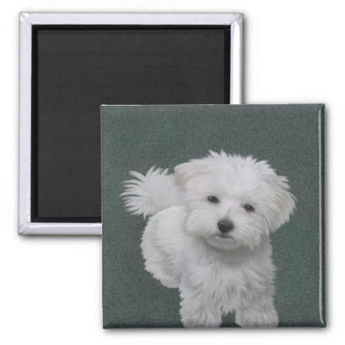   Little white dog pet portrait  Magnet