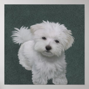 Little white dog pet portrait Poster