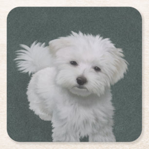 Little white dog pet portrait Square Paper Coaster