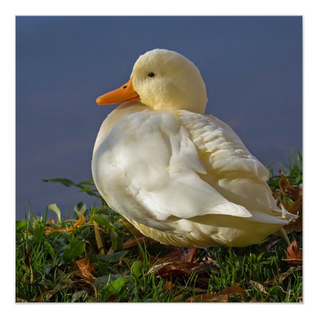 Little White Duck Poster (Front)