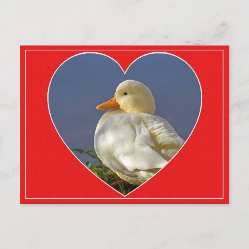 Little White Duck Valentine  Postcard