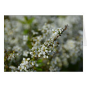 Little White Flowers (Front Horizontal)