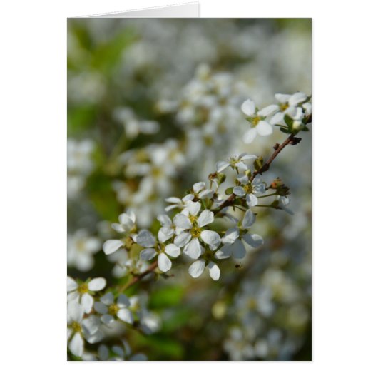 Little White Flowers (Front)
