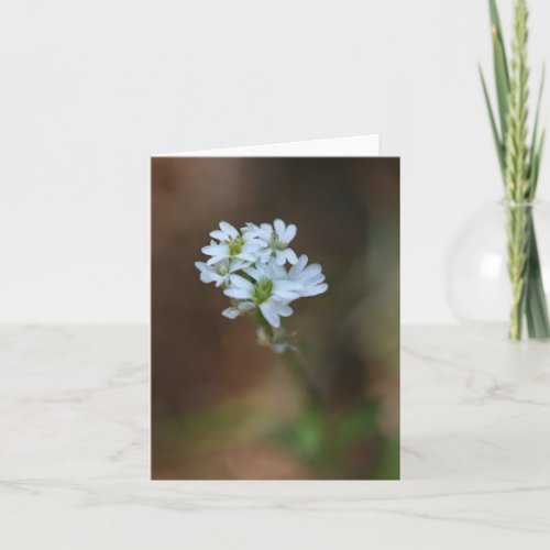 Little White Flowers Notecard