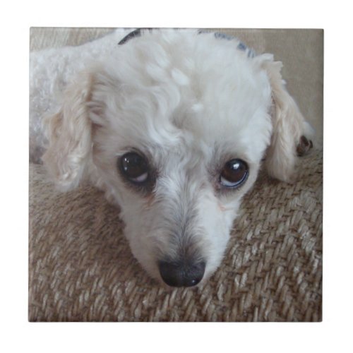 Little White Teacup Poodle Dog Ceramic Tile