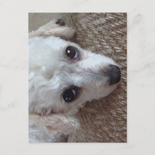 Little White Teacup Poodle Dog Postcard