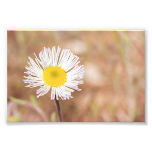 Little White Wild Daisy Flower With Yellow Center Photo Print