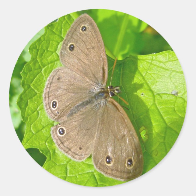 Little Wood Satyr Butterfly Coordinating Items Classic Round Sticker (Front)