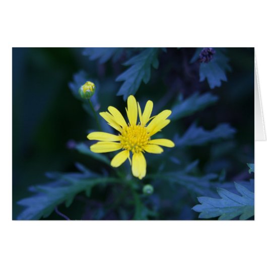 little yellow flower (Front Horizontal)