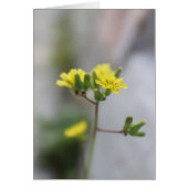 Little Yellow Flower #4 (Front)