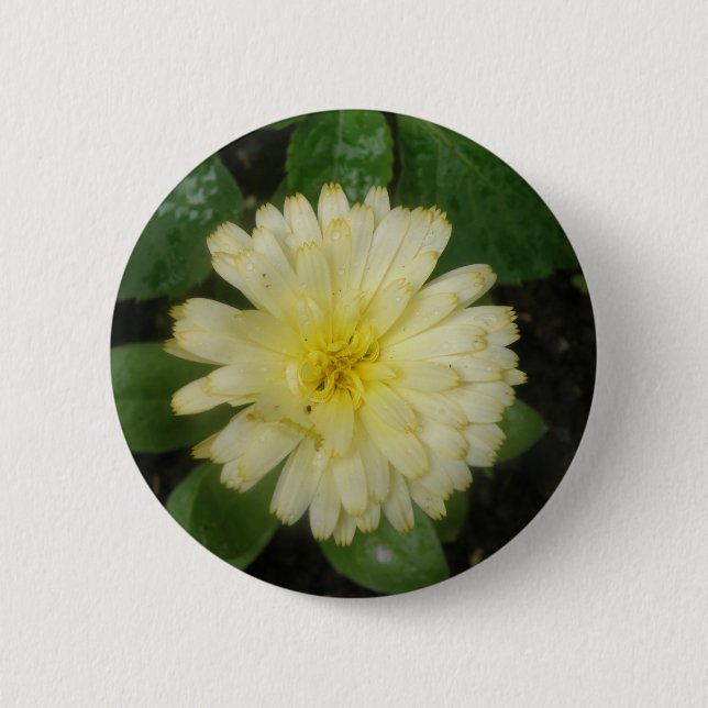 Little Yellow Marigold Button (Front)