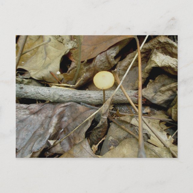 Little Yellow Mushroom Postcard (Front)