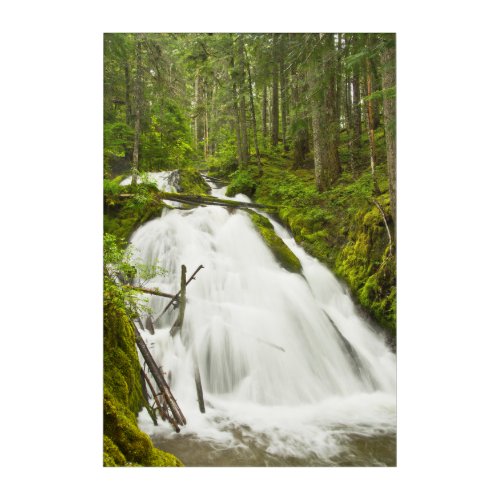 Little Zig Zag Falls  Mount Hood National Forest Acrylic Print