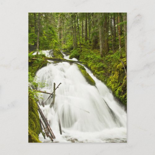 Little Zig Zag Falls  Mount Hood National Forest Postcard